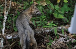 CAR monitorea presencia de fauna silvestre en los Cerros Orientales