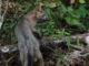 CAR monitorea presencia de fauna silvestre en los Cerros Orientales
