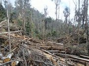 CAR protege especies nativas afectadas en Torca