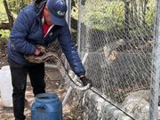 Fusagasugá reportó dos boas exhibidas como atractivo turístico