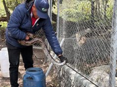 Fusagasugá reportó dos boas exhibidas como atractivo turístico