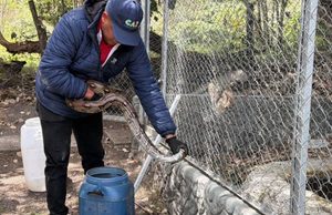 Fusagasugá reportó dos boas exhibidas como atractivo turístico
