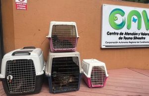 Ocho ejemplares fueron trasladados al Centro de Atención y Valoración de Fauna
