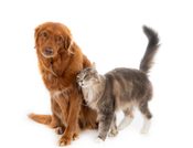 Cajicá promoverá el bienestar animal con adopciones