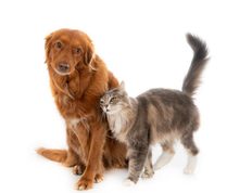 Cajicá promoverá el bienestar animal con adopciones