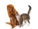Cajicá promoverá el bienestar animal con adopciones