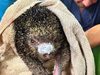 Cundinamarca pide no medicar en casa a fauna afectada por el fuego
