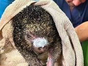 Cundinamarca pide no medicar en casa a fauna afectada por el fuego