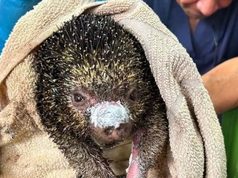 Cundinamarca pide no medicar en casa a fauna afectada por el fuego