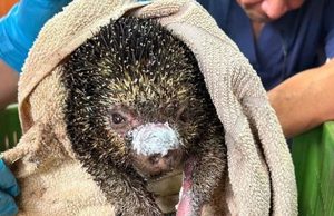 Cundinamarca pide no medicar en casa a fauna afectada por el fuego