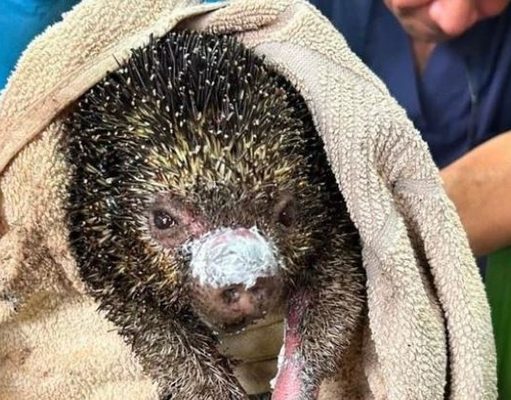 Cundinamarca pide no medicar en casa a fauna afectada por el fuego