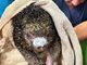 Cundinamarca pide no medicar en casa a fauna afectada por el fuego