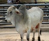 Fusagasugá impulsa a productores y emprendedores locales