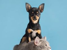 Fusagasugá invita a proteger perros y gatos contra la rabia