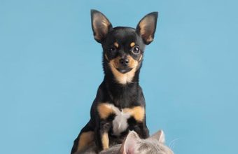 Fusagasugá invita a proteger perros y gatos contra la rabia