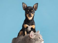 Fusagasugá invita a proteger perros y gatos contra la rabia