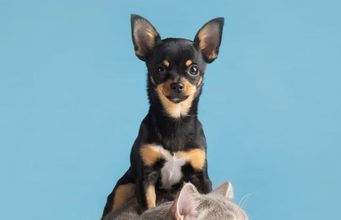 Fusagasugá invita a proteger perros y gatos contra la rabia