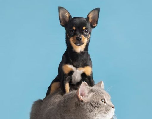 Fusagasugá invita a proteger perros y gatos contra la rabia