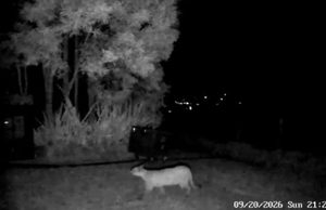 La Calera activa protocolo para proteger al felino y prevenir interacciones