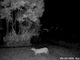 La Calera activa protocolo para proteger al felino y prevenir interacciones