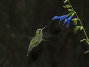 Madrid invita a convertirse en guardián de la biodiversidad