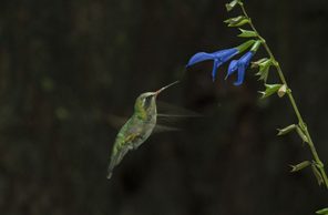 Madrid invita a convertirse en guardián de la biodiversidad