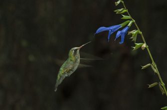 Madrid invita a convertirse en guardián de la biodiversidad
