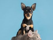 Sibaté abre preinscripciones para esterilización