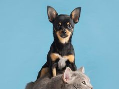 Sibaté abre preinscripciones para esterilización