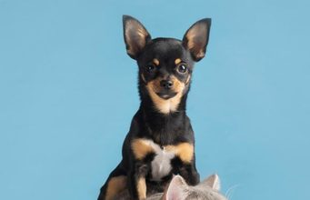 Sibaté abre preinscripciones para esterilización