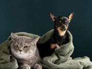 Soacha realizará jornada gratuita de esterilización