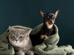 Soacha realizará jornada gratuita de esterilización