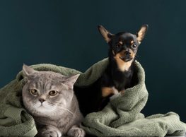Soacha realizará jornada gratuita de esterilización