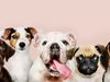 Sopó presenta cronograma de atención veterinaria para mascotas