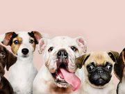 Sopó presenta cronograma de atención veterinaria para mascotas