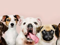 Sopó presenta cronograma de atención veterinaria para mascotas