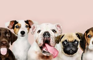 Sopó presenta cronograma de atención veterinaria para mascotas