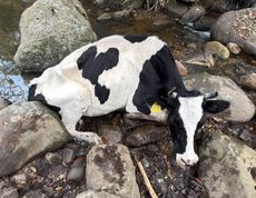 Bovino fue rescatado en Fusagasugá