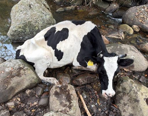 Bovino fue rescatado en Fusagasugá