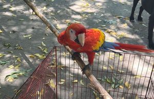 Sasaima y Girardot: recuperan animales silvestres expuestos a la interacción con visitantes