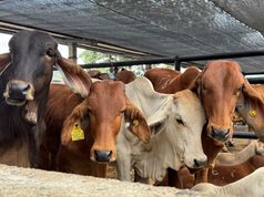 Fusagasugá reúne productores y dinamiza la comercialización de bovinos