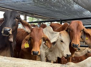 Fusagasugá reúne productores y dinamiza la comercialización de bovinos