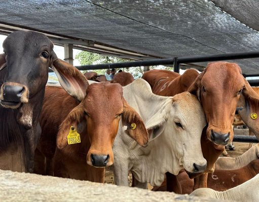 Fusagasugá reúne productores y dinamiza la comercialización de bovinos