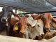 Fusagasugá reúne productores y dinamiza la comercialización de bovinos