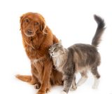 Sibaté abre preinscripciones para jornada de bienestar animal
