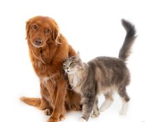 Sibaté abre preinscripciones para jornada de bienestar animal