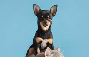 Tocancipá abre inscripciones para esterilizar mascotas