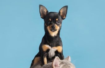 Tocancipá abre inscripciones para esterilizar mascotas