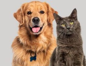 Tocancipá celebrará el Día Mundial de los Animales