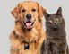 Tocancipá celebrará el Día Mundial de los Animales